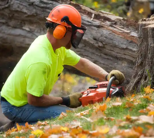 tree services North Beach